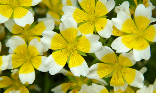Ingredient Focus: Meadowfoam Seed Oil