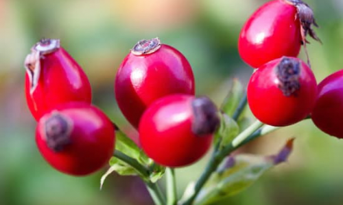 The Benefits of Rosehip Oil in Beard Grooming Products