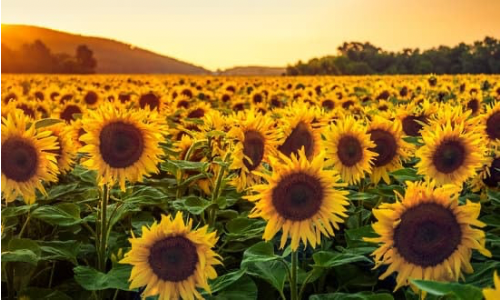 The Benefits of Sunflower Oil in Beard Grooming Products
