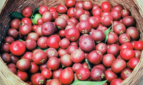 Ingredient Focus: Kokum Butter